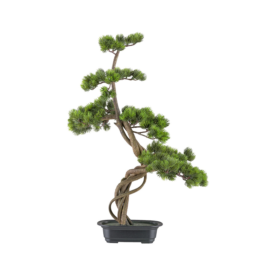 Mű fenyő bonsai fa, fekete színű műanyag cserépben.
