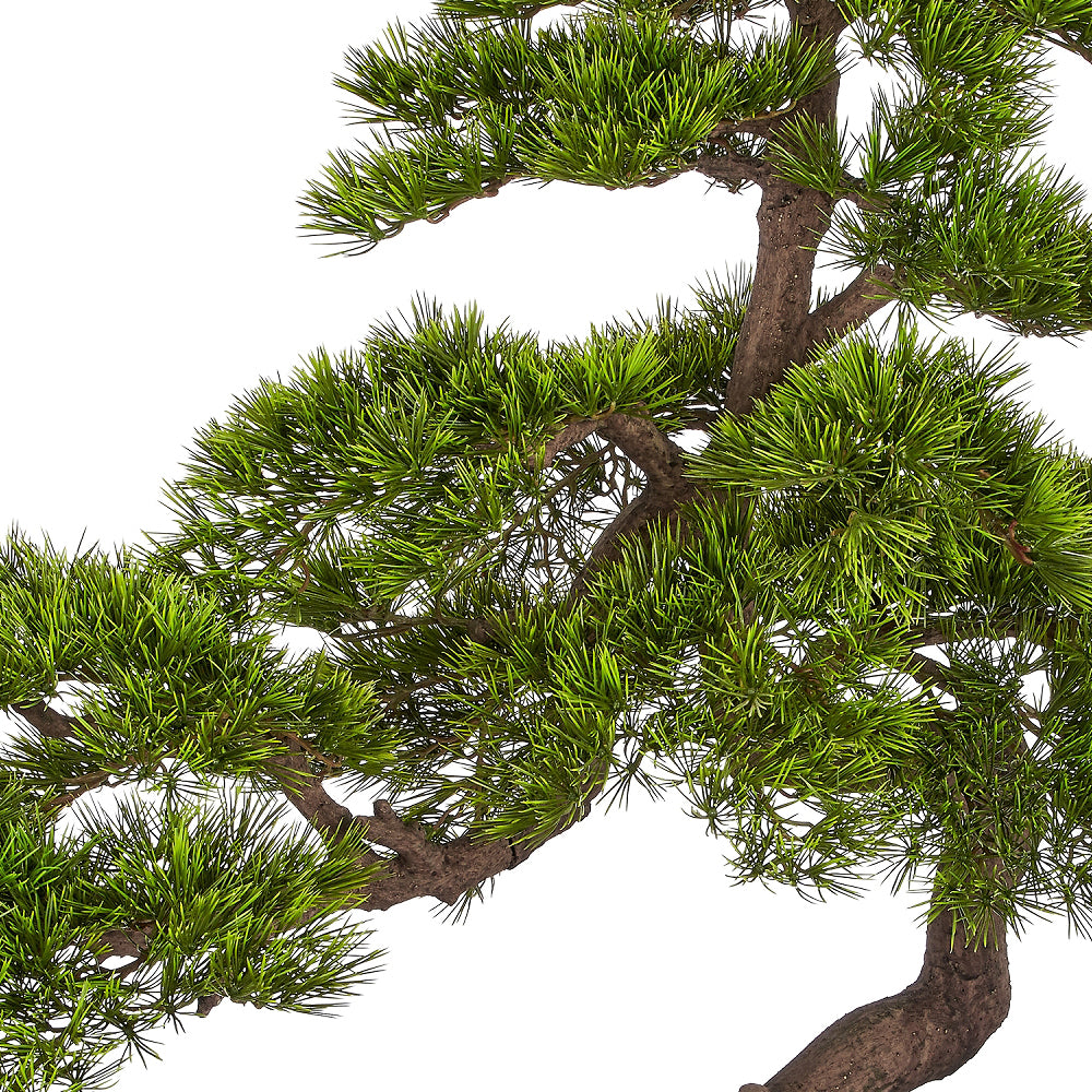 BONSAI PINUS mű feketefenyő bonsai fa részletgazdag ágakkal és sűrű zöld tűlevelekkel