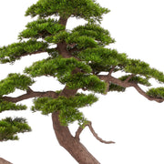 BONSAI PINUS 250 cm magas mű feketefenyő bonsai fa részletgazdag ág- és lombszerkezettel