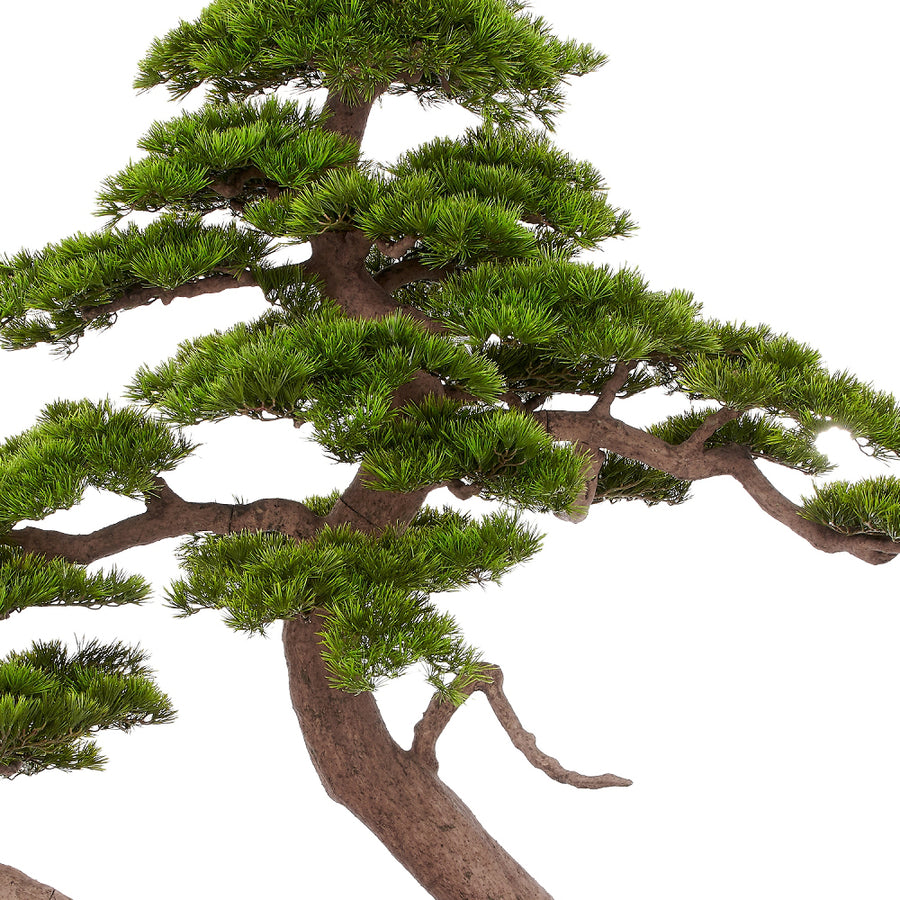 BONSAI PINUS 250 cm magas mű feketefenyő bonsai fa részletgazdag ág- és lombszerkezettel