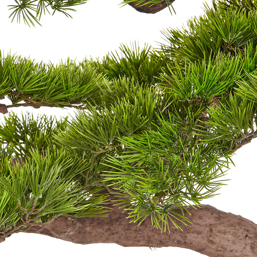 BONSAI PINUS óriás mű bonsai fa zöld fenyőtűs lombjának közeli részlete