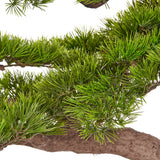 BONSAI PINUS óriás mű bonsai fa zöld fenyőtűs lombjának közeli részlete