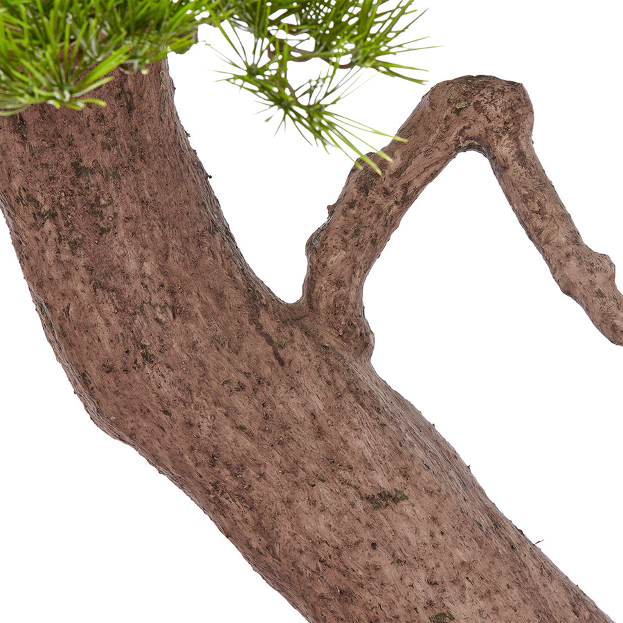 BONSAI PINUS mű feketefenyő bonsai fa természetes megjelenésű, hajlított törzsének részlete