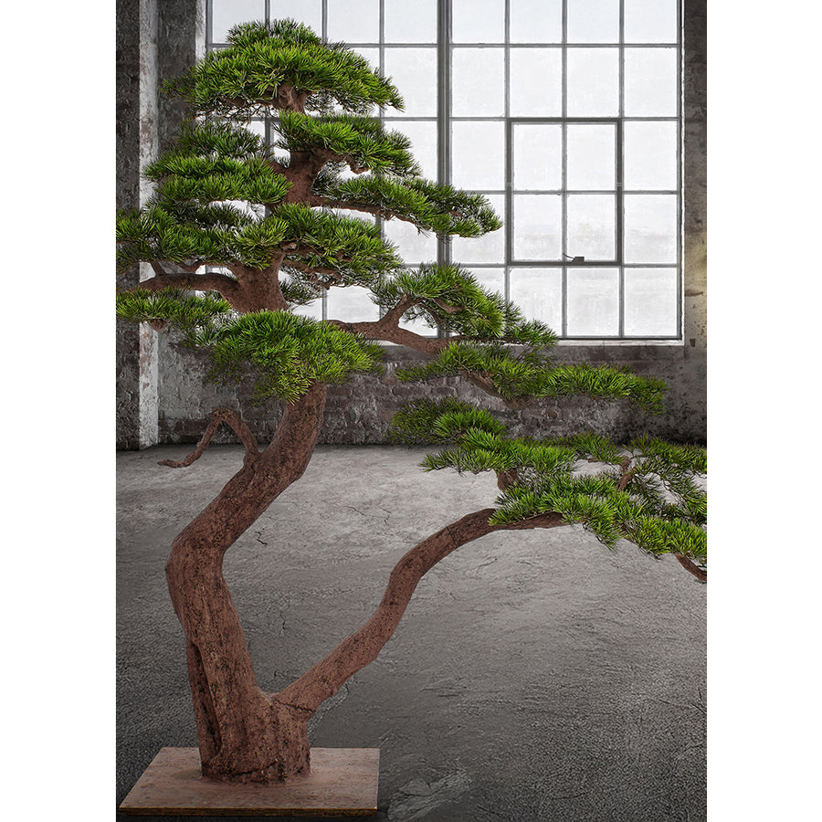 BONSAI PINUS óriás mű feketefenyő bonsai fa teljes alakos enteriőr fotója ipari stílusú térben