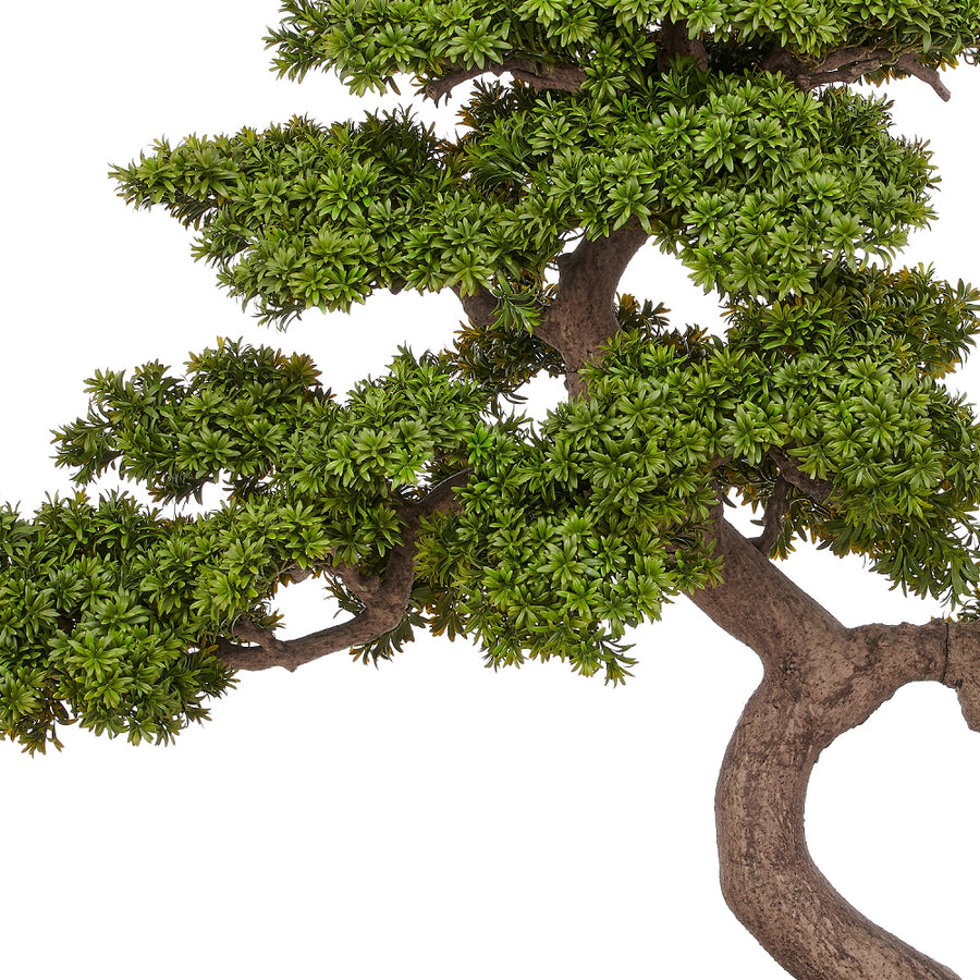 BONSAI PODOCARPUS mű bonsai fa részletgazdag lombszerkezettel és hajlított törzzsel