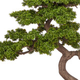 BONSAI PODOCARPUS mű bonsai fa részletgazdag lombszerkezettel és hajlított törzzsel