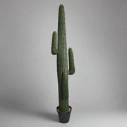 Zöld színű, mű mexikói kaktusz.
