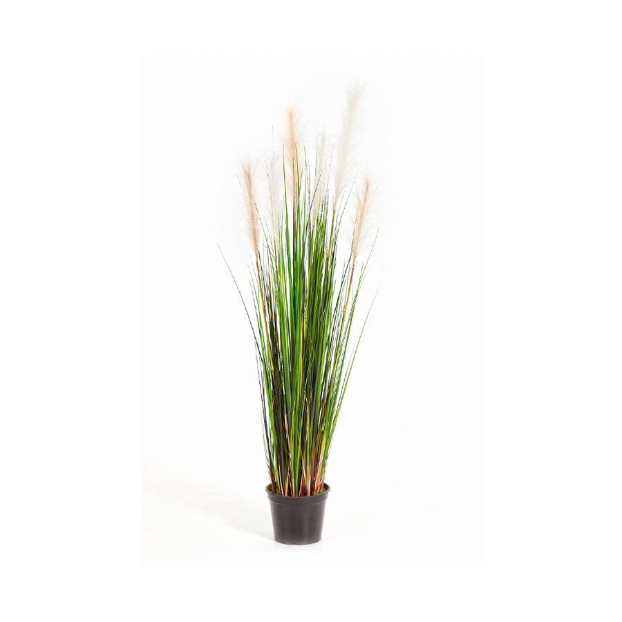 CALAMAGROSTIS mű nádsás 120 cm magas díszfű krémszínű tollas virágzatokkal, natúr zöld levelekkel.
