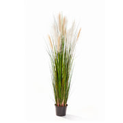 CALAMAGROSTIS mű nádsás 150 cm magas díszfű krémszínű tollas virágzatokkal, natúr zöld levelekkel.