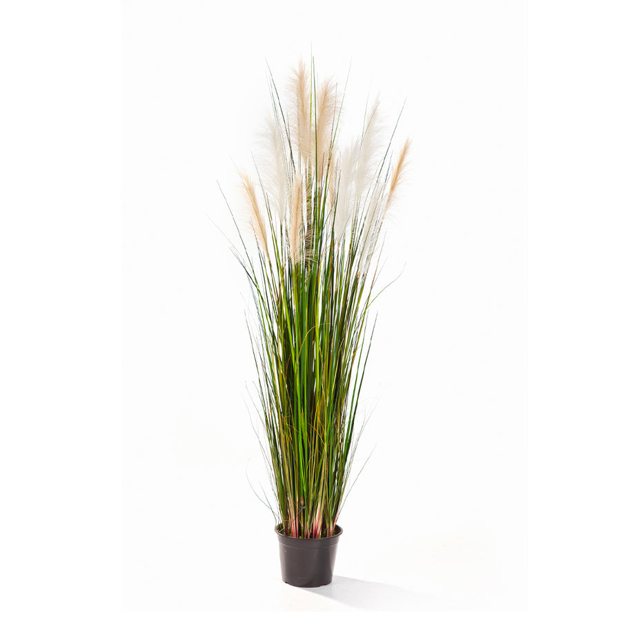 CALAMAGROSTIS mű nádsás 150 cm magas díszfű krémszínű tollas virágzatokkal, natúr zöld levelekkel.