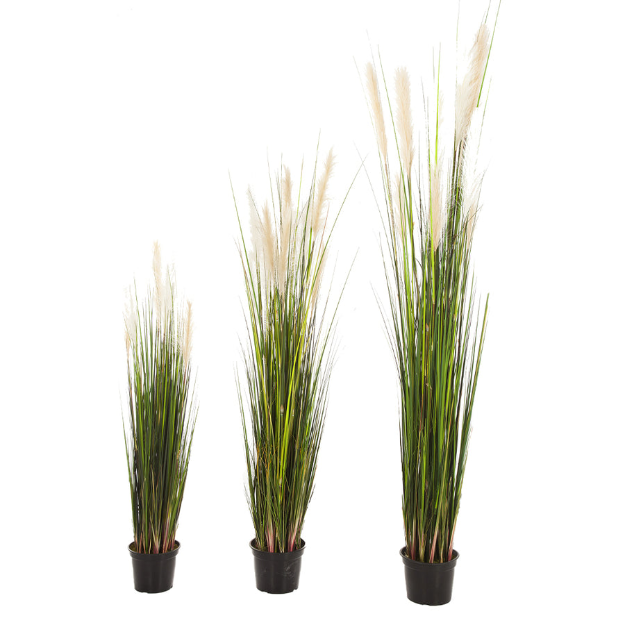 Három méretben kapható CALAMAGROSTIS mű nádsás kompozíció, natúr zöld levelekkel és krémszínű bugákkal fehér hátteren.