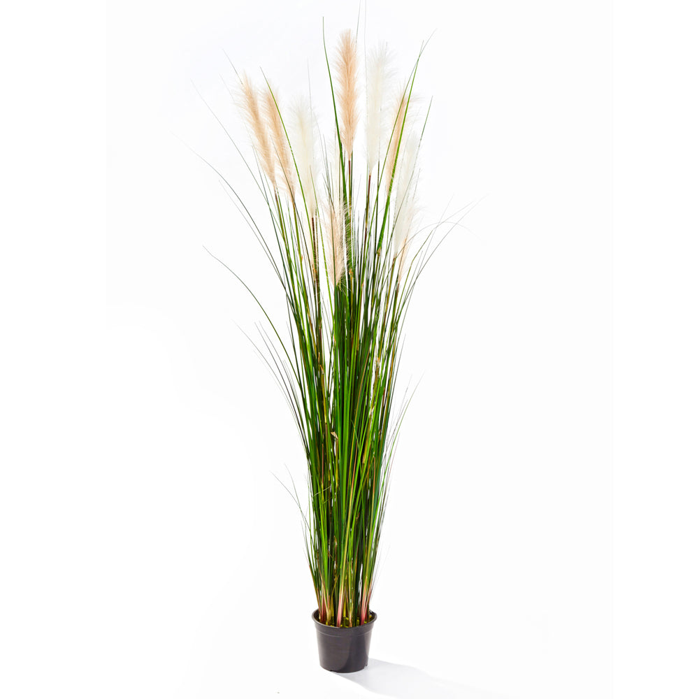 CALAMAGROSTIS mű nádsás 180 cm magas díszfű krémszínű tollas virágzatokkal, natúr zöld levelekkel.