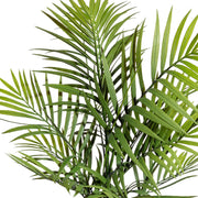 Filigrán levelű MOUNTAIN PALM mű pálma közelről.