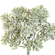 CINERARIA UV-álló betűzős mű tengerparti aggófű 22 cm