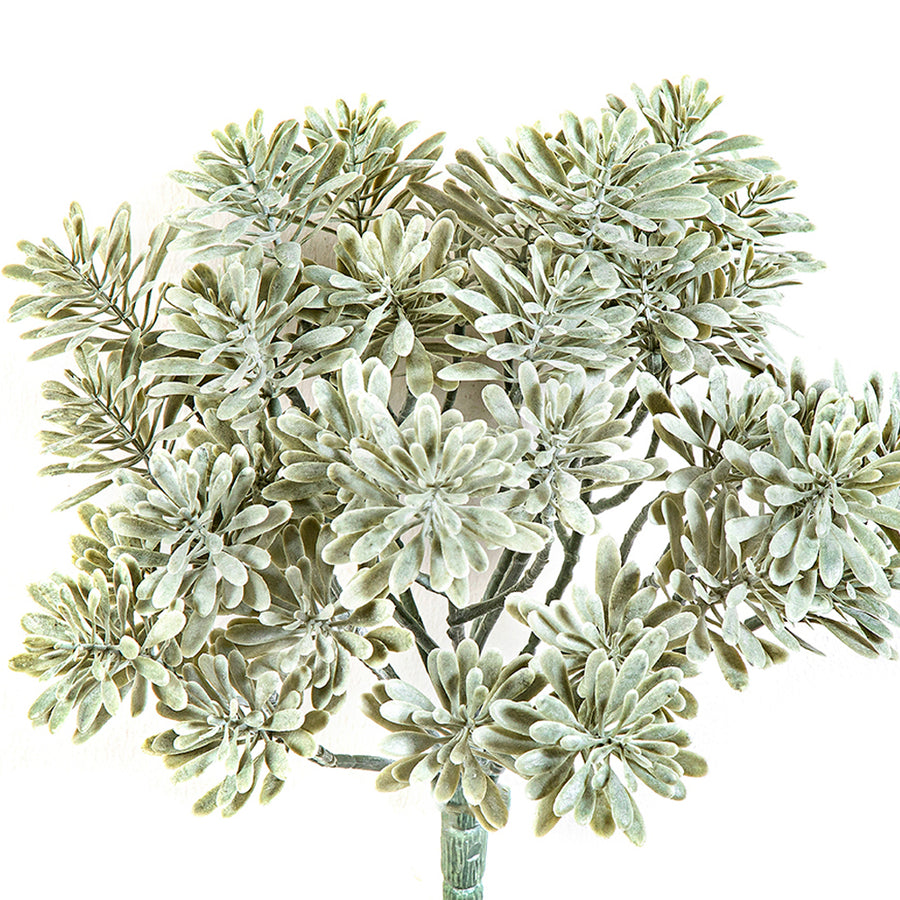 CINERARIA UV-álló betűzős mű tengerparti aggófű 22 cm