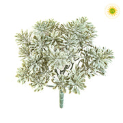 CINERARIA UV-álló betűzős mű tengerparti aggófű 22 cm