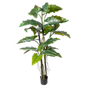 COLOCASIA zöld mű táró bokor 180 cm magas, fekete kaspóban, részletgazdag levelekkel