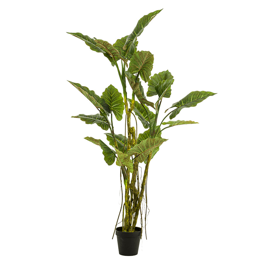 COLOCASIA mű táró bokor 195 cm magas, természetes hatású levelekkel és szárakkal, fekete kaspóban
