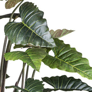 Közelkép a COLOCASIA mű táró növény leveleiről és természetes textúrájú erezetéről