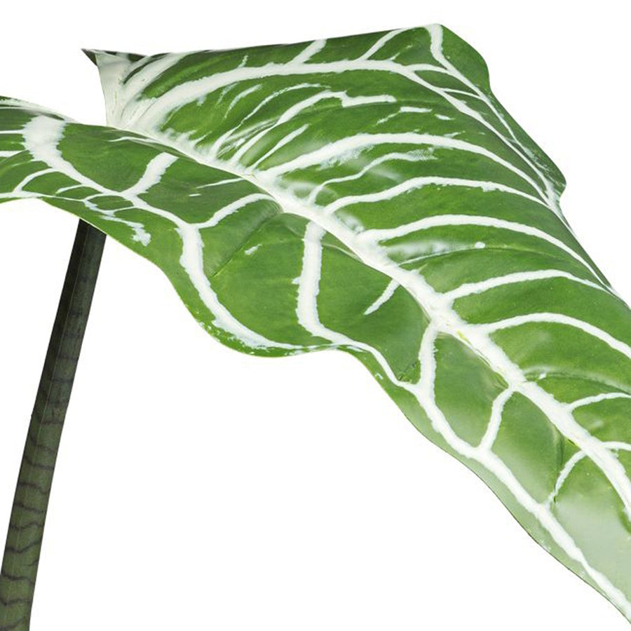 Közelkép a COLOCASIA műnövény valósághű, fehér erezetes zöld leveléről