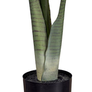 COLOCASIA műnövény törzse és fekete kaspója, realisztikus kidolgozással