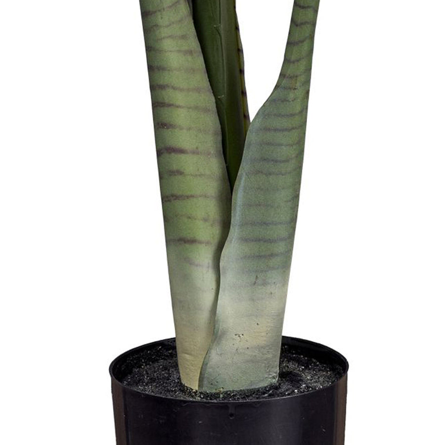 COLOCASIA műnövény törzse és fekete kaspója, realisztikus kidolgozással