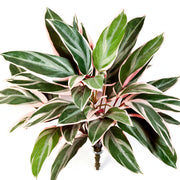 Rózsaszín-fehér-zöld levelekkel rendelkező mű ti-pálma bokor