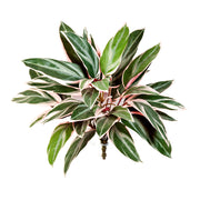 Cordyline háromszínű trikolor mű ti-pálma 48 cm magasságban