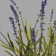 Fekete színű műanyag cserépbe helyezett, mű levendula bokor.