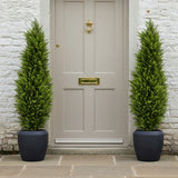 CYPRESS mű ciprus párban elhelyezve bejárati ajtó mellett fekete kaspóban