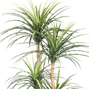 A mű dracéna felső levelei közelről, részletgazdag kidolgozásban.