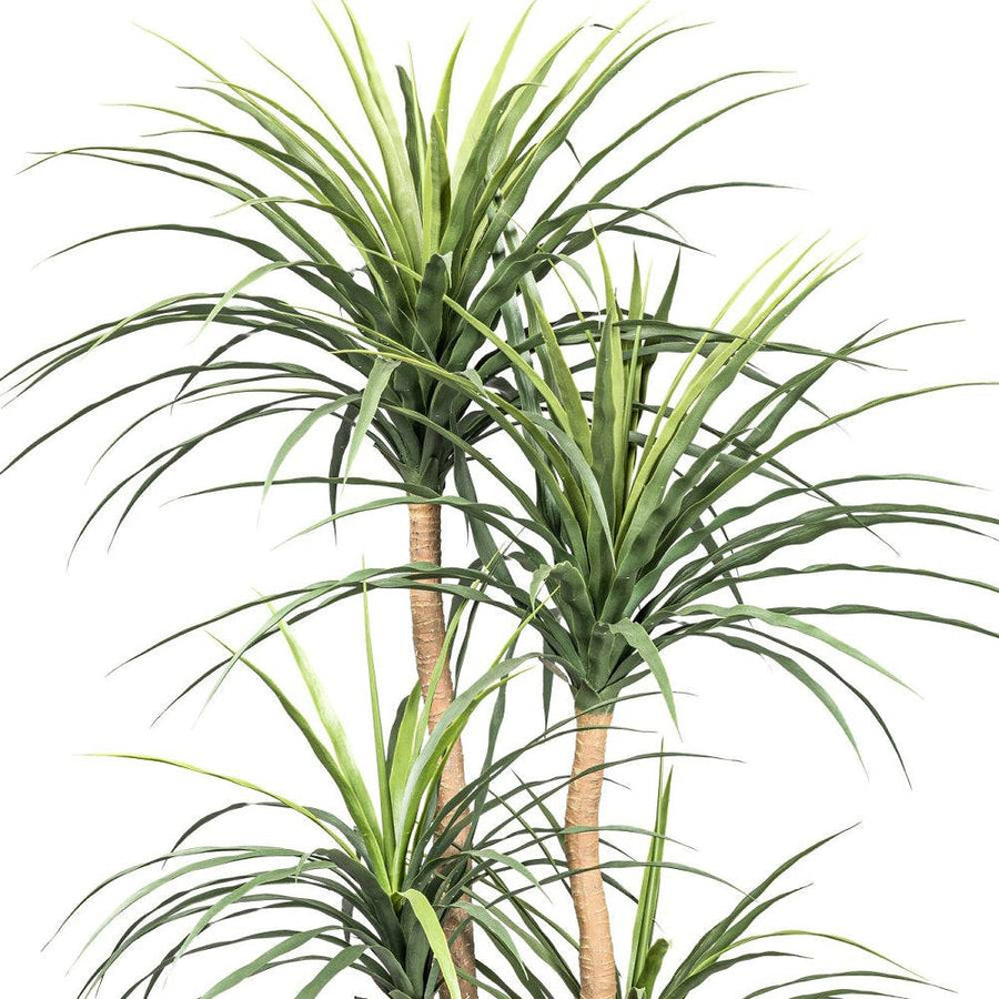 A mű dracéna felső levelei közelről, részletgazdag kidolgozásban.