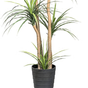 A mű dracéna törzsei és levelei a fekete műanyag cserépben.