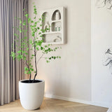 Enkianthus mű csengőbojt fa sarokban elhelyezve minimalista térben