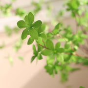 Enkianthus mű fa részlet közeli levél textúra természetes hatással