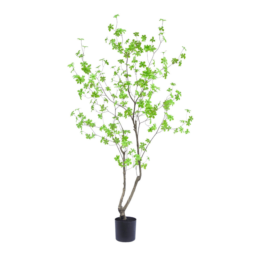 Enkianthus zöld mű csengőbojt fa 180 cm fehér háttér előtt