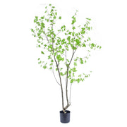 Enkianthus zöld mű csengőbojt fa 210 cm fehér háttér előtt