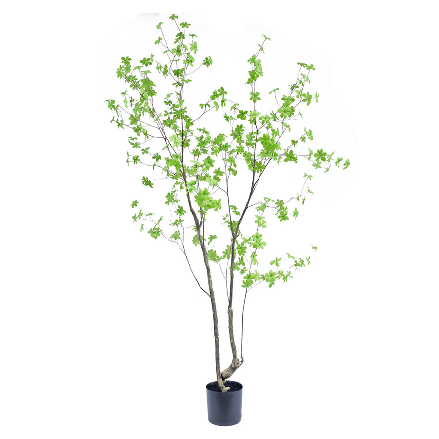 Enkianthus zöld mű csengőbojt fa 210 cm fehér háttér előtt