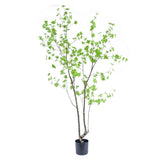 Enkianthus zöld mű csengőbojt fa 210 cm fehér háttér előtt