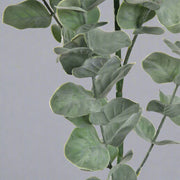 Realisztikus, enyhén poros hatású eukaliptusz levelek textúrájának bemutatása.