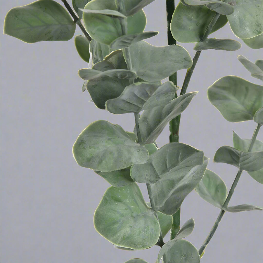 Realisztikus, enyhén poros hatású eukaliptusz levelek textúrájának bemutatása.