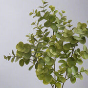 Közeli kép a realisztikus eukaliptusz levelekről