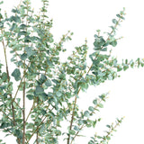EUCALYPTUS mű eukaliptusz fa természetes hatású szürkészöld levelei közelről