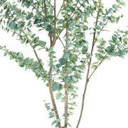 EUCALYPTUS mű eukaliptusz fa természetes hatású többtörzsű kialakítása