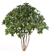 Mű japán kecskerágó fa sűrű, fényes zöld levelekkel és természetes hatású lombkoronával