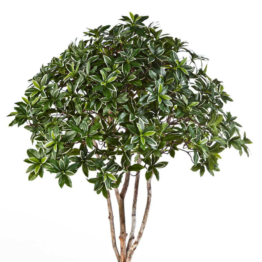 Mű japán kecskerágó fa sűrű, fényes zöld levelekkel és természetes hatású lombkoronával