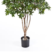 Japán kecskerágó műnövény valódi fa törzzsel, fekete kaspóban, fehér stúdió háttér előtt.