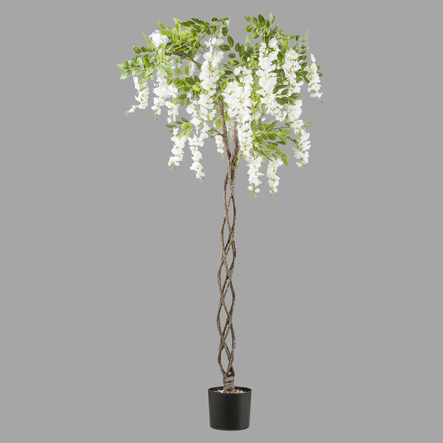 Csavart törzsű, fehér színű mű lilaakác fa.