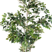 Mű Ficus benjamina növény dús, fényes zöld lombozattal.