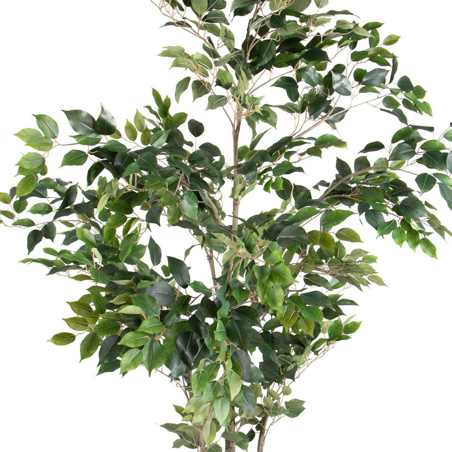 Mű Ficus benjamina növény dús, fényes zöld lombozattal.